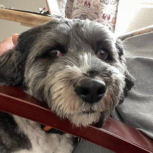 Men’s Dickies Cargo Pants